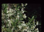 Trachelospermum jasminoides