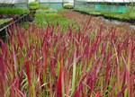 Imperata cylindrica 'Rubra'