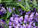 Hardenbergia violaceae 'Happy Wanderer'