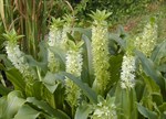 Eucomis zambesiaca