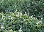 Plectranthus ecklonii 'White'