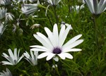 Osteospermum eklonis 'Starry Eyes'