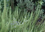 Rosmarinus officinalis 'Blue Lagoon'