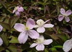 Clematis montana rubens