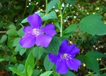 Tibouchina laxa 'Skylab'