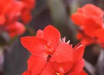 Canna x generalis 'Tropical Bronze Scarlet'