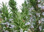 Rosmarinus officinalis 'Gallipoli'