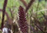 Pennisetum x advena 'Rubrum'