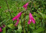 Salvia buchananii