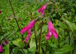 Salvia buchananii