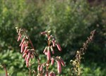 Phygelius aequalis 'Pink Puff'