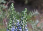 Rosmarinus officinalis 'Tuscan Blue'