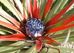 Fascicularia bicolour