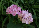 Hydrangea serrata 'Preziosa'