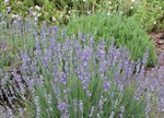 Lavandula angustifolia 'Munstead'