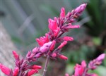 Salvia 'Timboon'