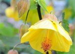 Abutilon x hybridum 'Waltz'