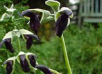 Salvia discolor