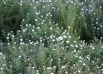 Rhodanthe anthemoides