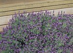 Lavandula 'Sugar Plum'