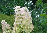 Hydrangea serrata 'Nigra'