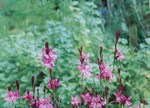 Gaura lindheimeri 'Blaze'