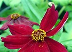 Coreopsis 'Limerock Ruby'