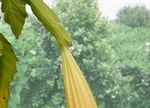 Brugmansia x candida 'Burnt Orange'