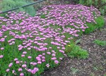 Osteospermum eklonis 'Starshine'