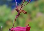 Penstemon 'Garnet'