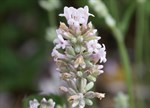 Lavandula angustifolia 'Rosea'