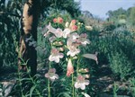 Penstemon 'Thorn'