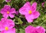 Cistus x pulverulentus 'Sunset'