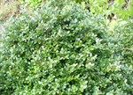 Buxus sempervirens 'Suffruticosa'