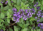 Heliotropium arborescens 'Lord Roberts'