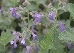 Nepeta x faassenii