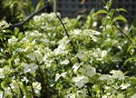 Hydrangea chinensis 'Formosa'