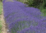 Lavandula angustifolia 'Pacific Blue'