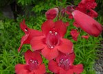 Penstemon 'Firebird'