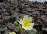 Helianthemum 'Lemon'