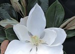 Magnolia grandiflora 'Little Gem'