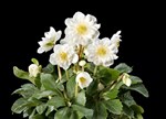 Helleborus niger 'HGC Snow Frills' TM