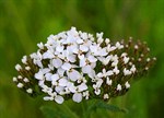 Achillea millefolium