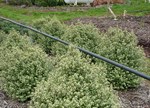 Pittosporum tenuifolium 'Little Squirt'