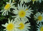 ImArgyranthemum 'Lemon Lace' TM