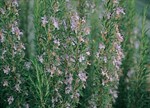 Rosmarinus officinalis 'Portugese Pink'