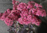 Sedum 'Bertram Anderson'