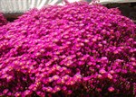 Mesembryanthemum crystallinum 'Rainbow'