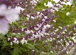 Salvia 'Waverley'