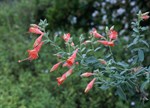 Epilobium canum 'Ed Carman'